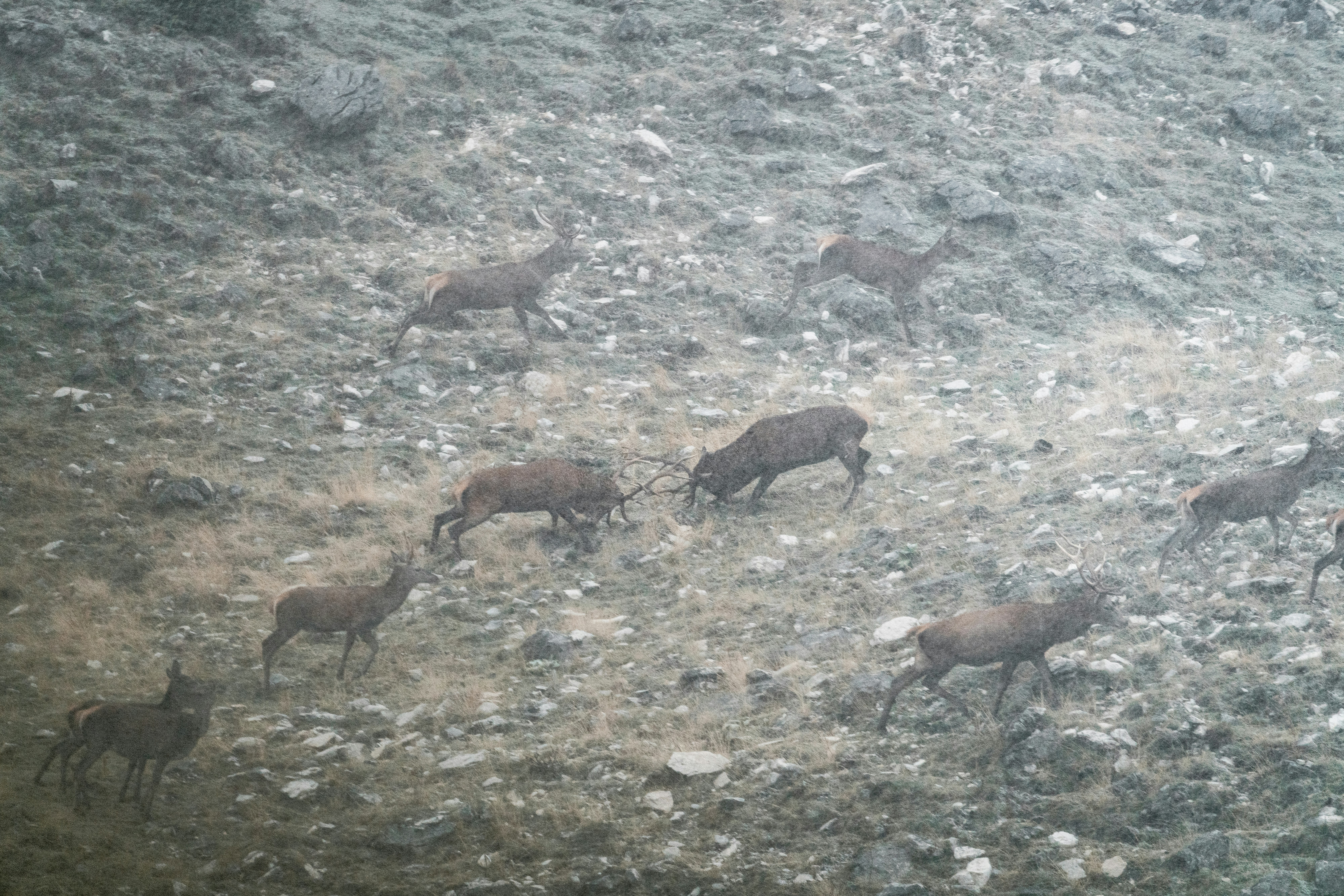 brown goats on gray ground during daytime